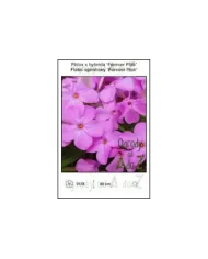 Phlox-x-hybrida-Forever-Pink.jpg