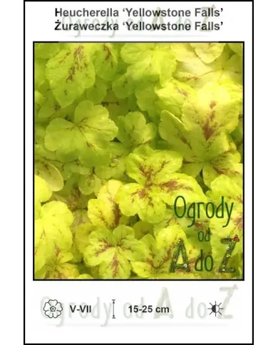 Heucherella-Yellowstone-Falls.jpg Heucherella-Yellowstone-Falls.jpg