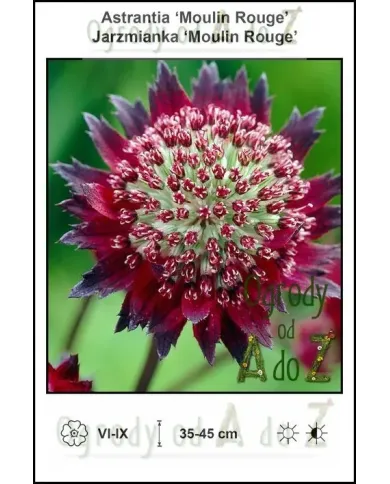 Astrantia-Moulin-Rouge.jpg