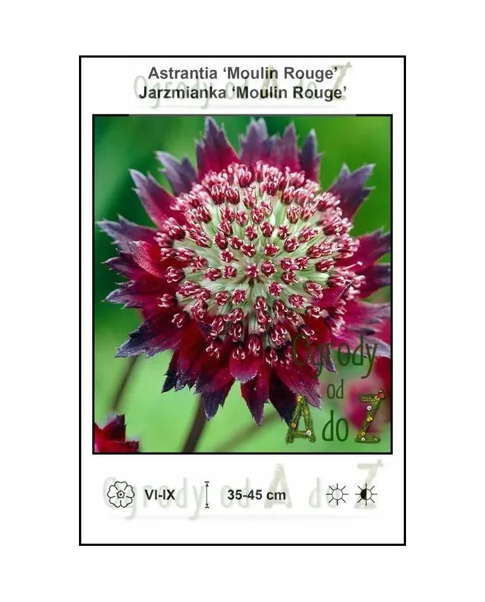 Astrantia-Moulin-Rouge.jpg