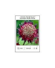 Astrantia-Moulin-Rouge.jpg