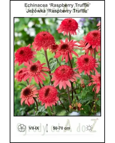 Echinacea-Raspberry-Truffle.jpg Echinacea-Raspberry-Truffle.jpg