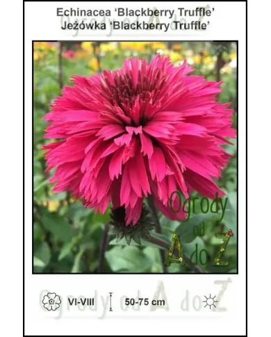 Echinacea-Blackberry-Truffle.jpg Echinacea-Blackberry-Truffle.jpg