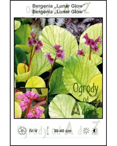 Bergenia-Lunar-Glow.jpg Bergenia-Lunar-Glow.jpg