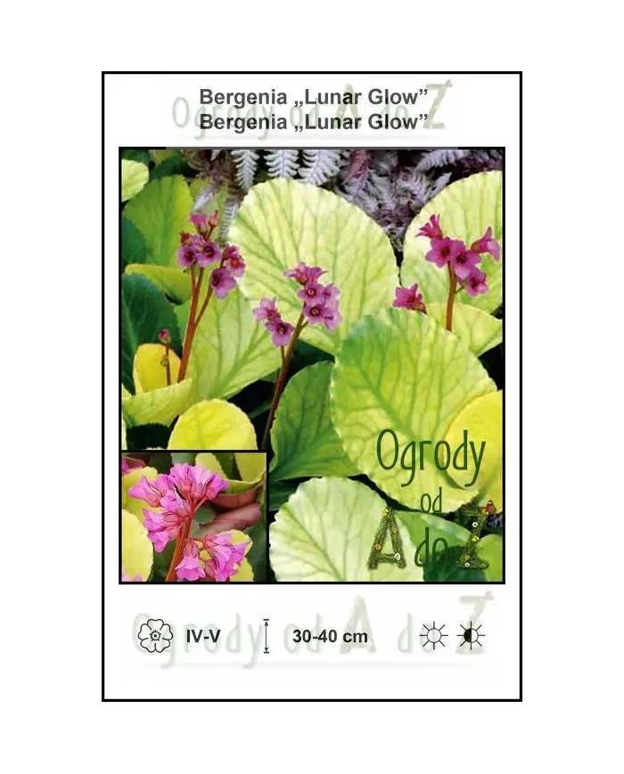 Bergenia-Lunar-Glow.jpg