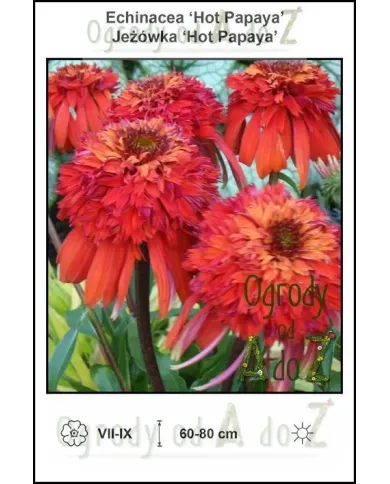 Echinacea-Hot-Papaya.jpg Echinacea-Hot-Papaya.jpg