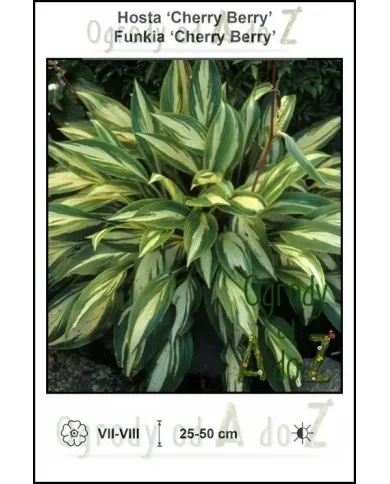 Hosta-Cherry-Berry.jpg