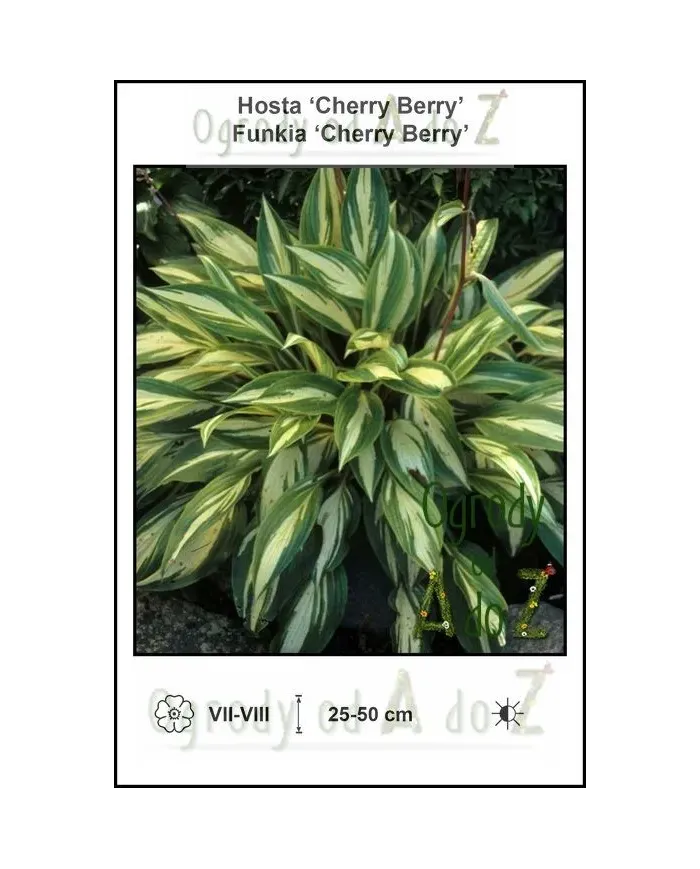 Hosta-Cherry-Berry.jpg