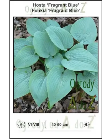 Hosta-Fragrant-Blue.jpg