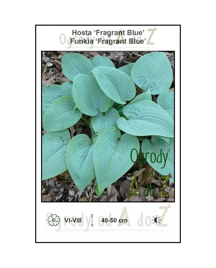 Hosta-Fragrant-Blue.jpg