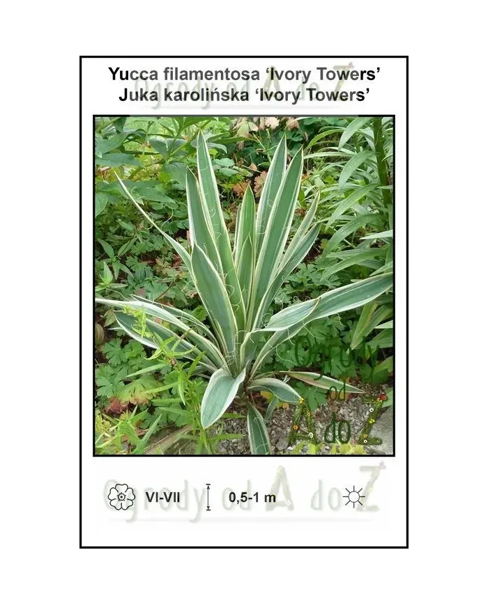 Yucca-filamentosa-Ivory-Towers.jpg