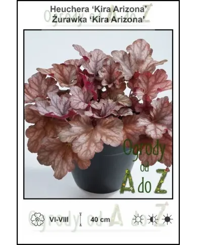 Heuchera-Kira-Arizona.jpg Heuchera-Kira-Arizona.jpg