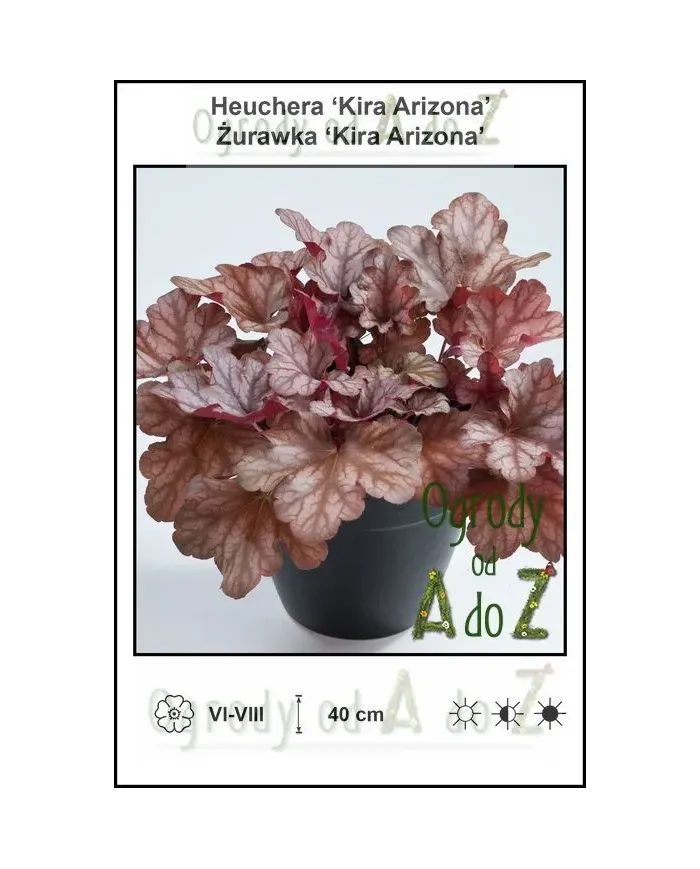 Heuchera-Kira-Arizona.jpg