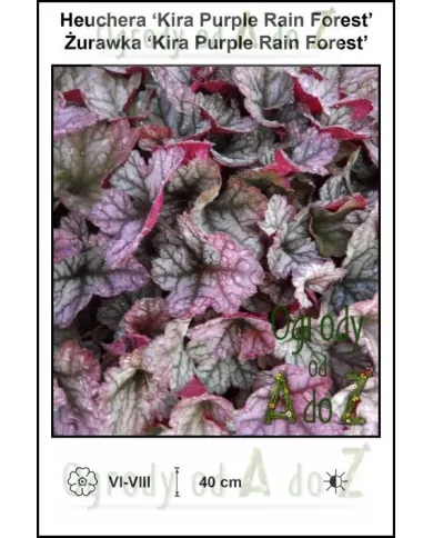 Heuchera-Kira-Purple-Rain-Forest.jpg Heuchera-Kira-Purple-Rain-Forest.jpg