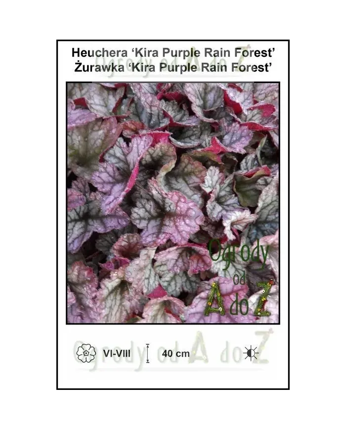 Heuchera-Kira-Purple-Rain-Forest.jpg