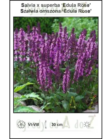 Salvia-x-superba-Edula-Rose.jpg Salvia-x-superba-Edula-Rose.jpg