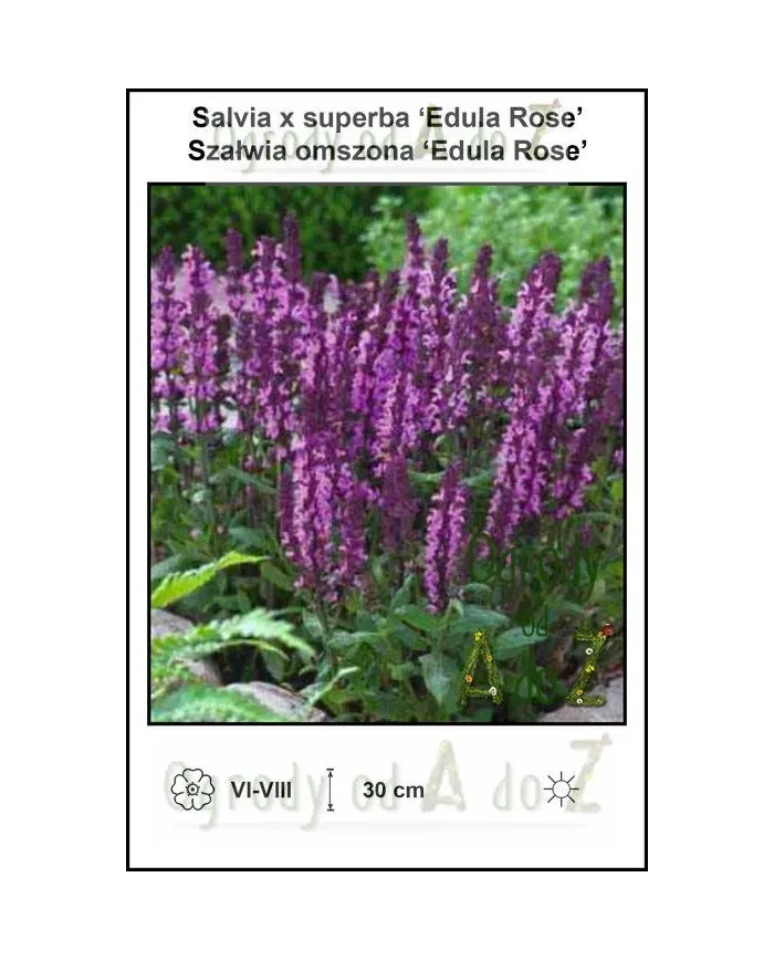 Salvia-x-superba-Edula-Rose.jpg