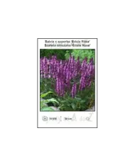Salvia-x-superba-Edula-Rose.jpg