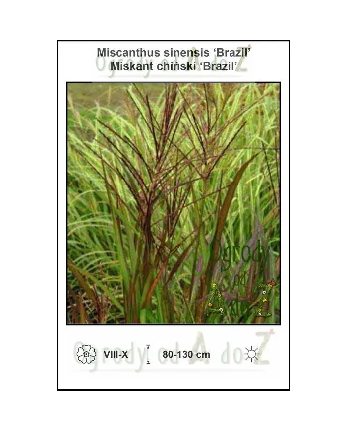 Miscanthus-sinensis-Brazil.jpg