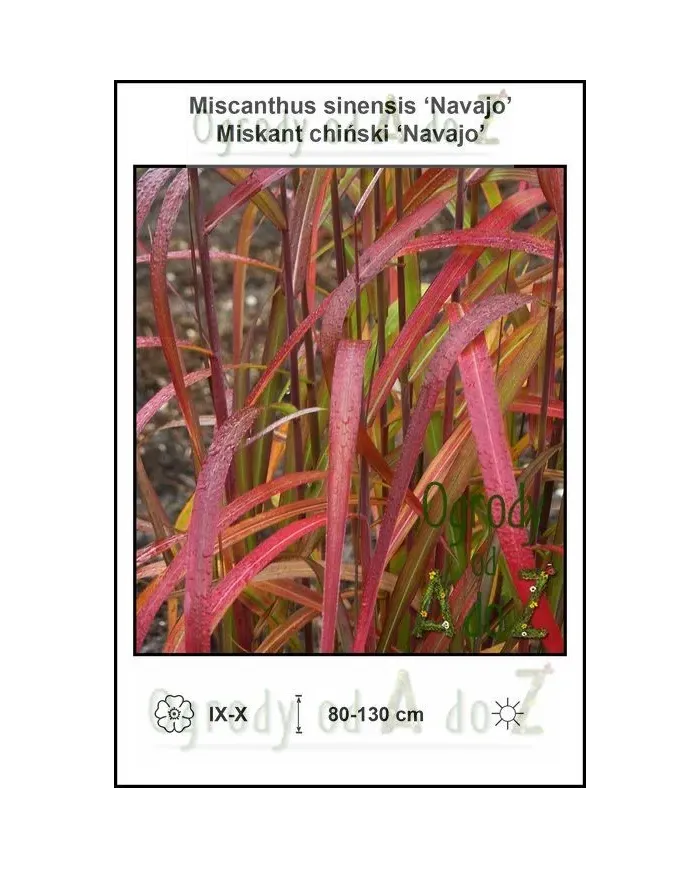 Miscanthus-sinensis-Navajo.jpg Miscanthus-sinensis-Navajo.jpg