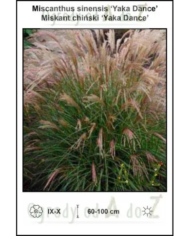 Miscanthus-sinensis-Yaka-Dance.jpg