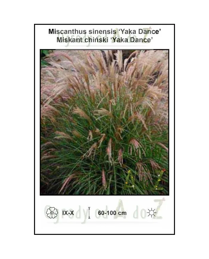 Miscanthus-sinensis-Yaka-Dance.jpg Miscanthus-sinensis-Yaka-Dance.jpg