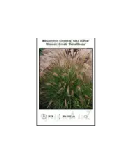 Miscanthus-sinensis-Yaka-Dance.jpg Miscanthus-sinensis-Yaka-Dance.jpg