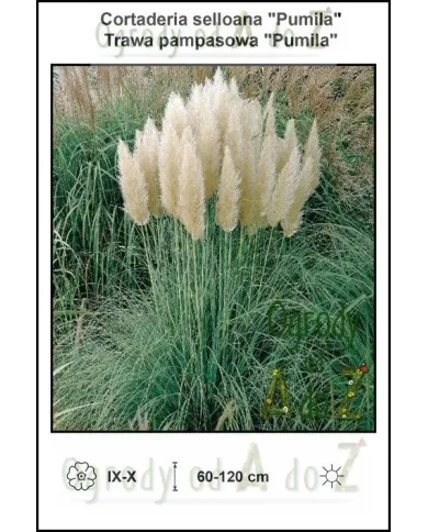 Cortaderia-selloana-Pumila.jpg Cortaderia-selloana-Pumila.jpg