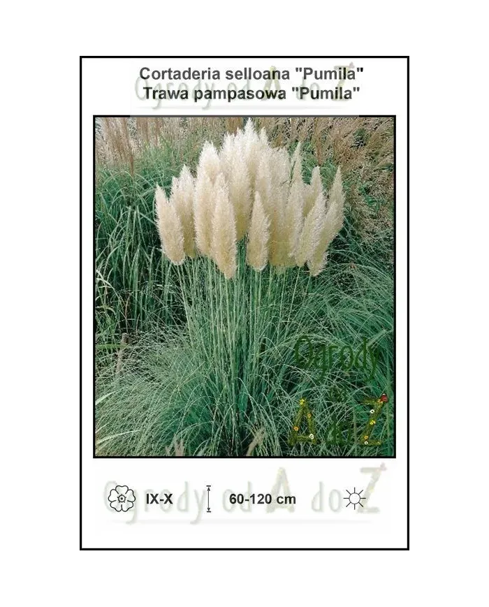 Cortaderia-selloana-Pumila.jpg