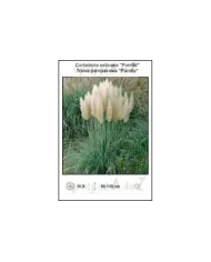 Cortaderia-selloana-Pumila.jpg