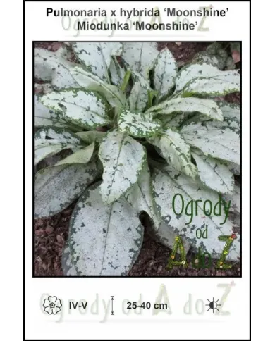 Pulmonaria-x-hybrida-Moonshine.jpg