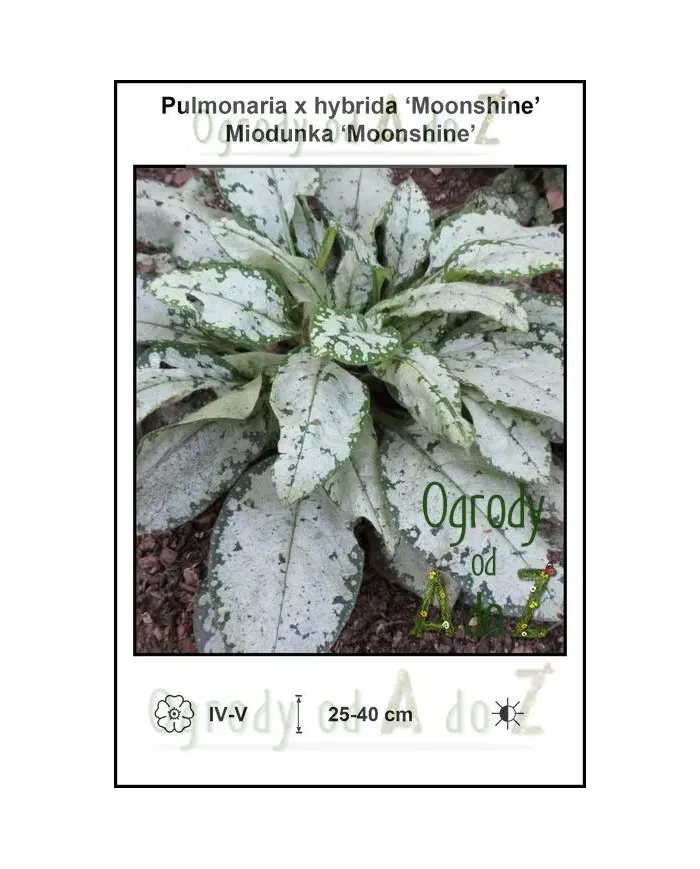 Pulmonaria-x-hybrida-Moonshine.jpg