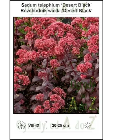 Sedum-telephium-Desert-Black.jpg Sedum-telephium-Desert-Black.jpg