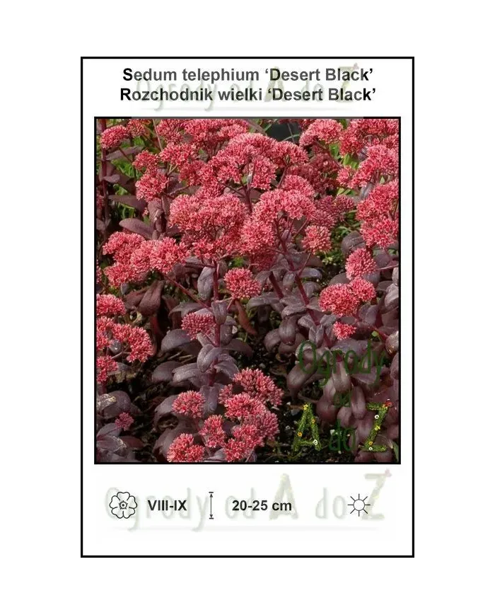 Sedum-telephium-Desert-Black.jpg