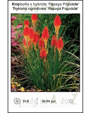 Kniphofia-x-hybrida-Papaya-Popsicle.jpg