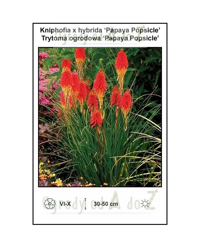 Kniphofia-x-hybrida-Papaya-Popsicle.jpg