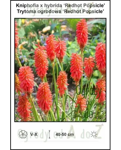 Kniphofia-x-hybrida-Redhot-Popsicle.jpg