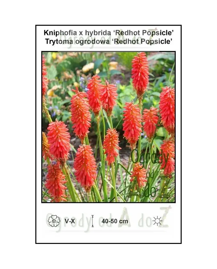 Kniphofia-x-hybrida-Redhot-Popsicle.jpg