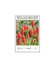 Kniphofia-x-hybrida-Redhot-Popsicle.jpg