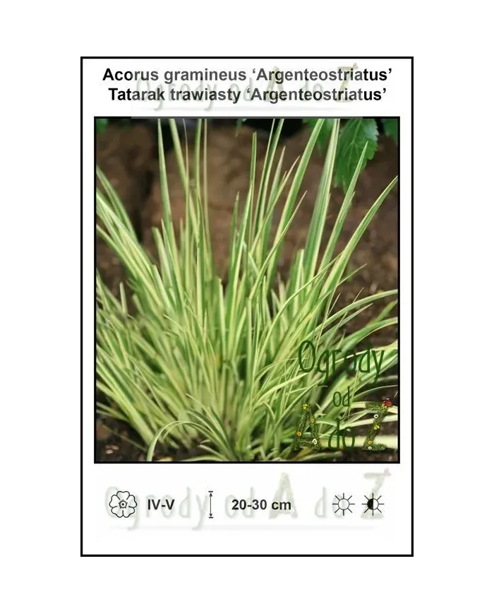 Acorus-gramineus-Argenteostriatus.jpg Acorus-gramineus-Argenteostriatus.jpg