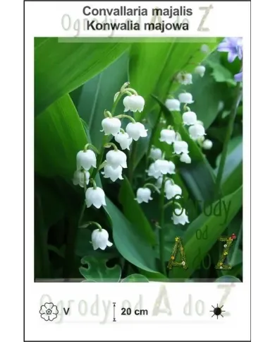 Convallaria-majalis.jpg