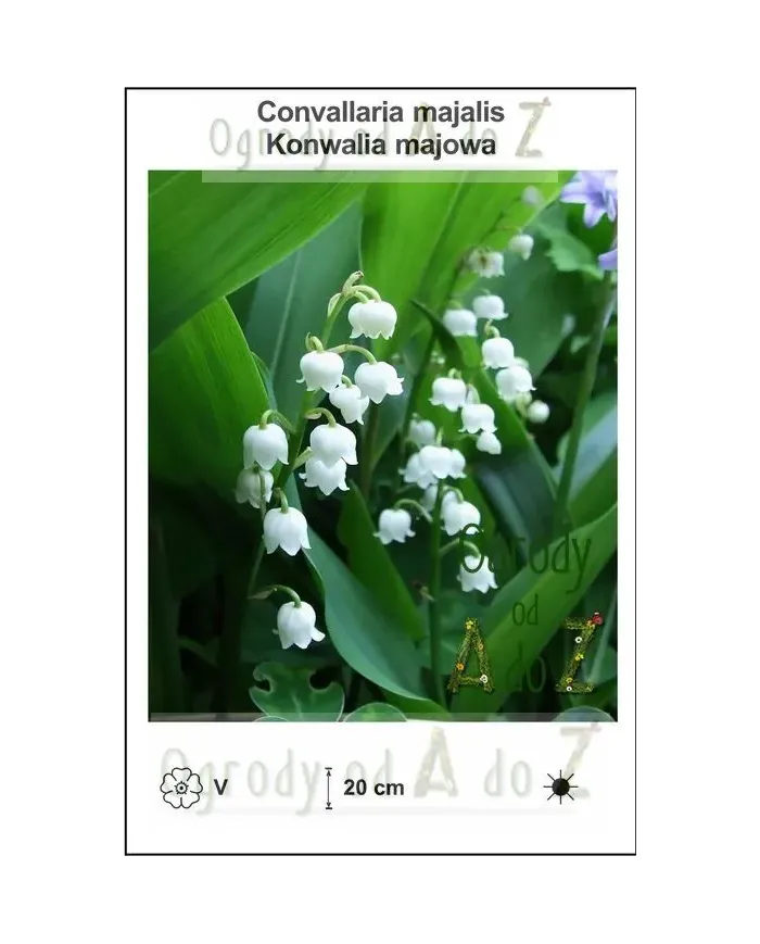Convallaria-majalis.jpg