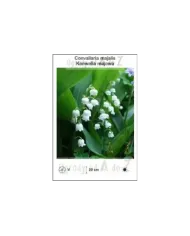 Convallaria-majalis.jpg