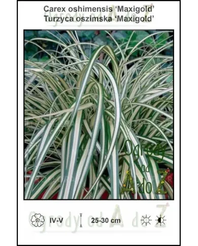 Carex-oshimensis-Maxigold.jpg