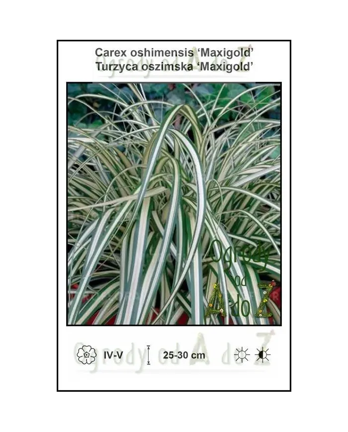 Carex-oshimensis-Maxigold.jpg