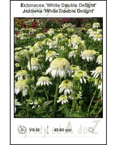 Echinacea-White-Double-Delight.jpg Echinacea-White-Double-Delight.jpg