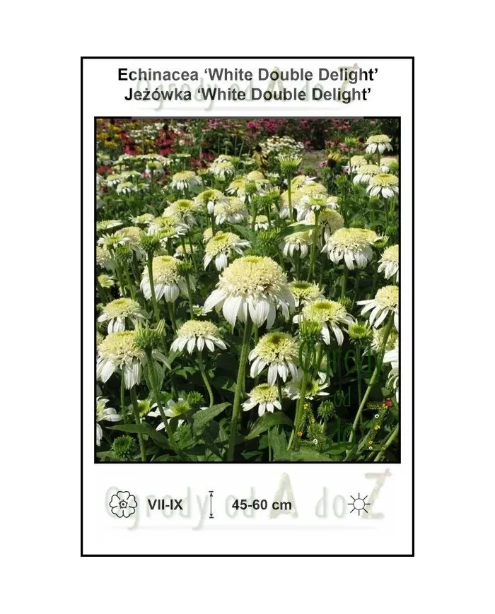 Echinacea-White-Double-Delight.jpg