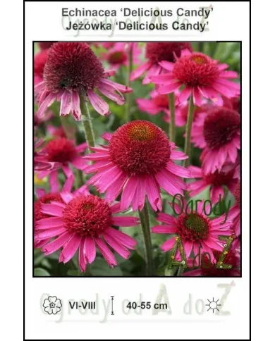 Echinacea-Delicious-Candy.jpg
