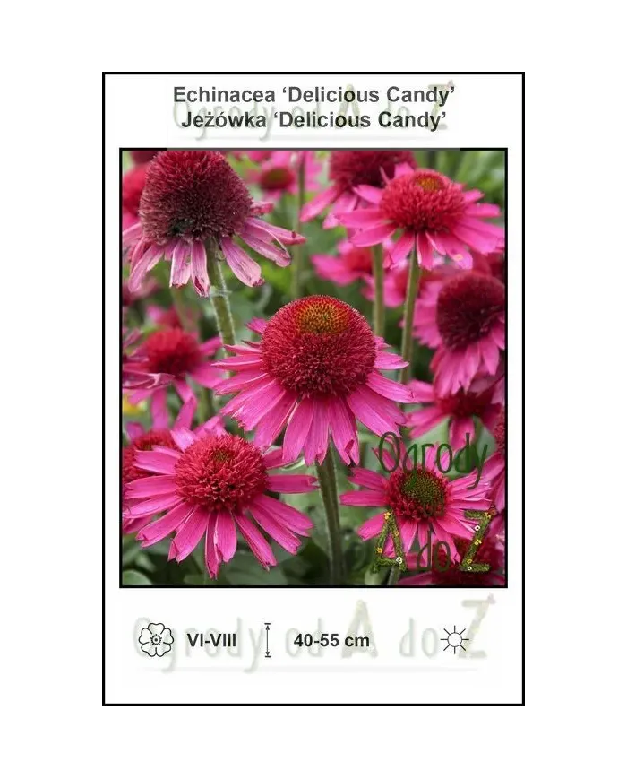 Echinacea-Delicious-Candy.jpg