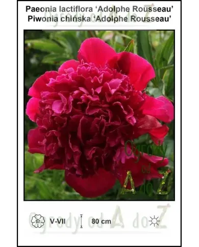 Paeonia-lactiflora-Adolphe-Rousseau.jpg Paeonia-lactiflora-Adolphe-Rousseau.jpg